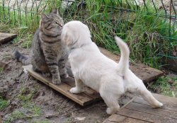 chien et chat